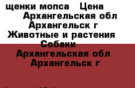 щенки мопса › Цена ­ 15 000 - Архангельская обл., Архангельск г. Животные и растения » Собаки   . Архангельская обл.,Архангельск г.